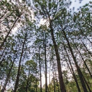 🎯⭐⭐⭐DIPLOMADO EN CUIDADO DEL MEDIO AMBIENTE Y RECURSOS NATURALES - ON LINE - 220 HORAS -ASINCRÓNICO - $720.000.-🎯⭐⭐⭐